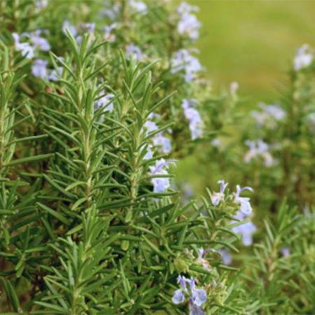 AM Illuminating Serum